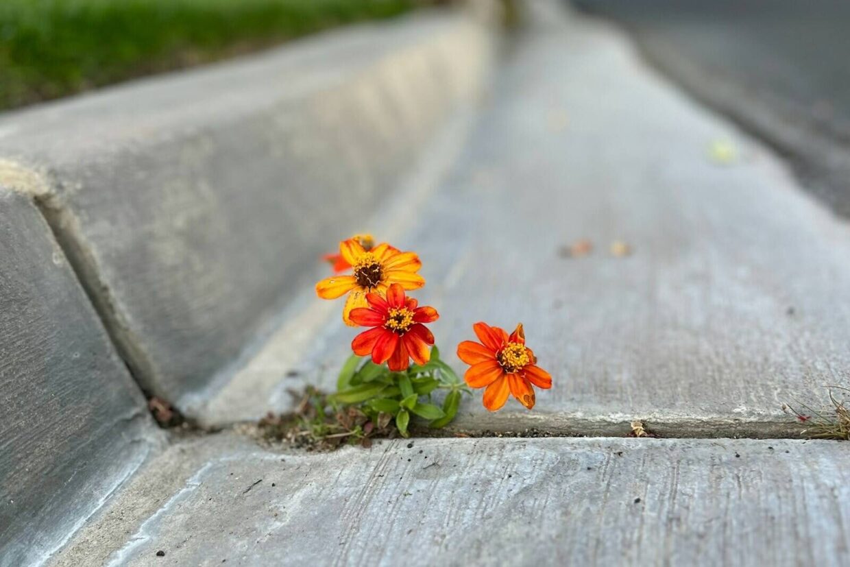 a couple of orange flowers sitting on the side of a road
